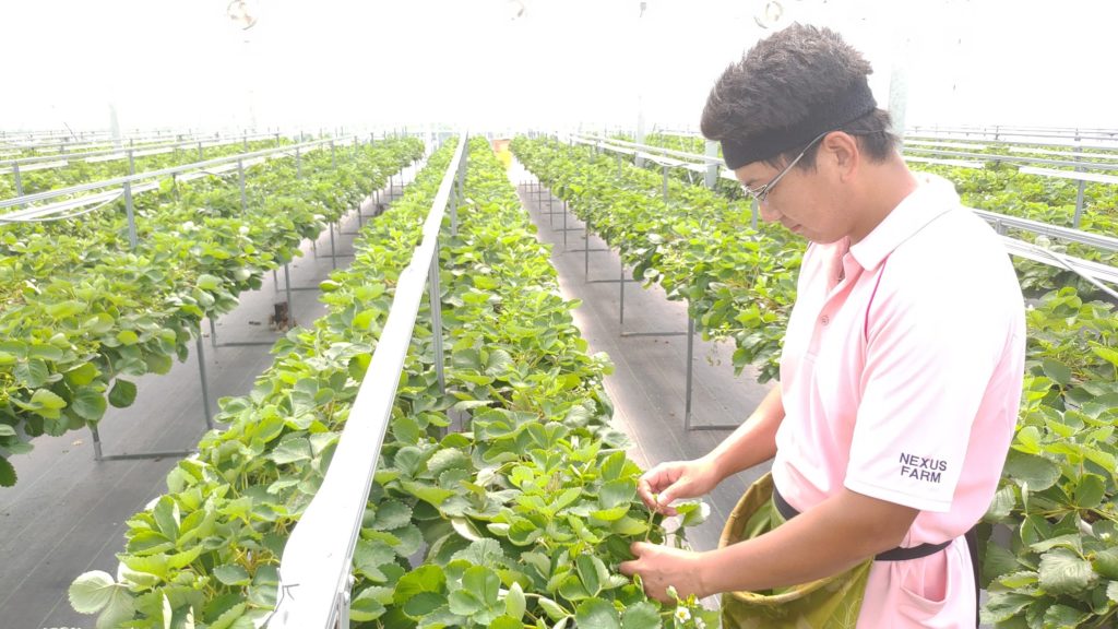 農業には チャンス しかない 最先端のイチゴ栽培を行うネクサスファームおおくまで取り組んでいること Hook